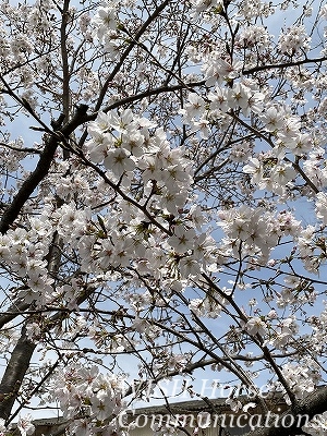 お花見乗馬