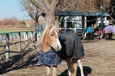 放牧している馬を眺めて
