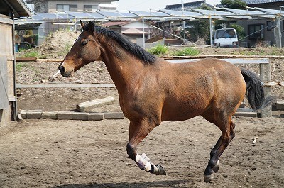 馬に報いる