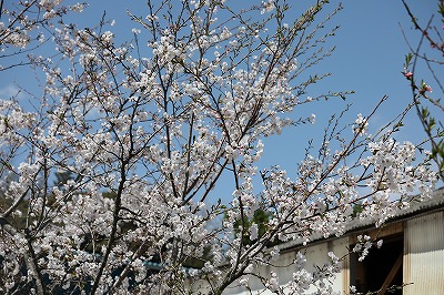 乗馬クラブの桜