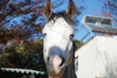うっとりしてる馬の表情