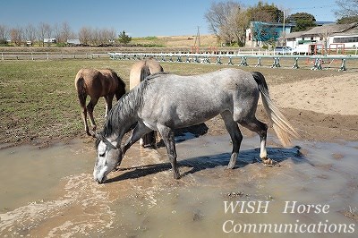 乗馬クラブの馬達
