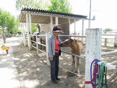 馬が甘えた時の表情