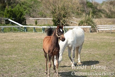 乗馬の子馬