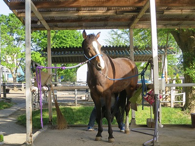 馬と一緒にハッピー乗馬