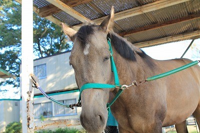 手入れでうっとりする馬