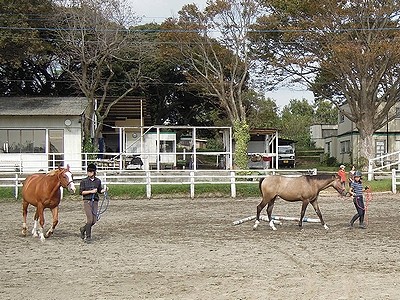 馬とアイコンタクト