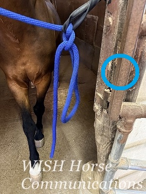 馬のつなぎ方
