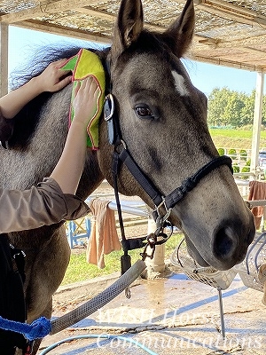 楽しい馬のお手入れ