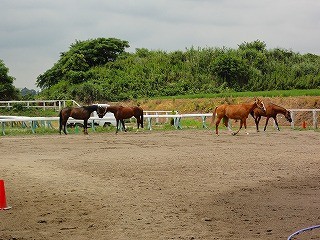 放牧を見て馬の会話を覚えよう