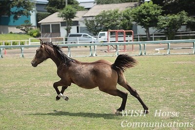 馬の生産