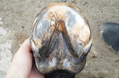 良い乗馬は良い蹄から