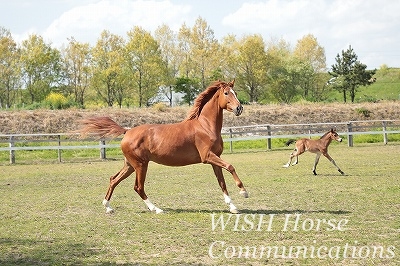 のびのび乗馬