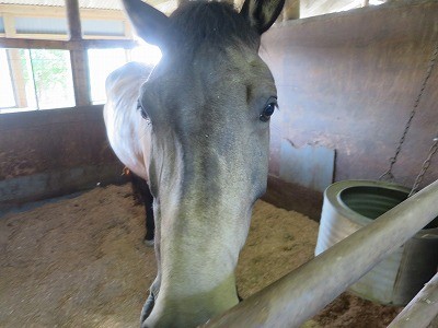 大切に育てられている良い馬達