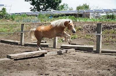 みんなジャンプ大好き