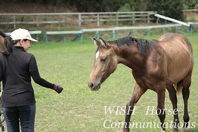 馬に好かれる乗馬