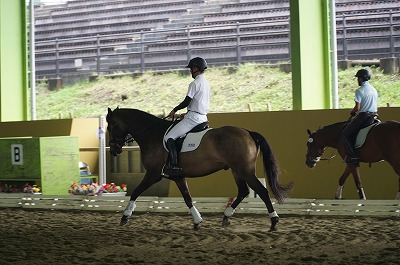 私達の馬育て