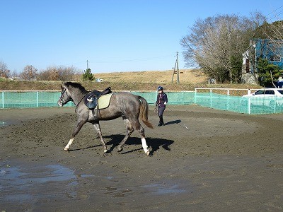 馬と一緒にダンス