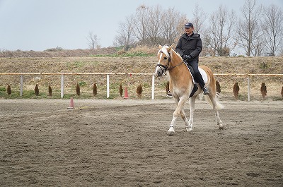 馬の教育　育てるの大好き！