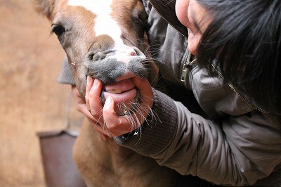 子馬に歯が生えた