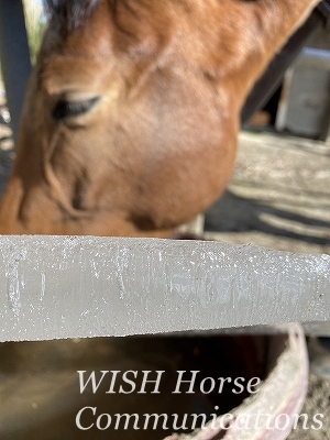 水を飲む馬