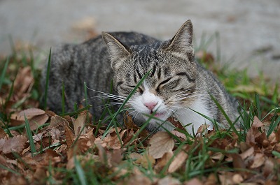 乗馬クラブの猫