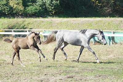 子馬たちをのびのび育てる