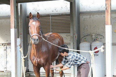 関東高等学校馬術選手権大会