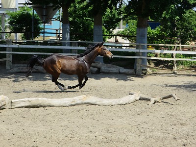 健康でよく調教された馬、それは一人一人の気持ちの集大成