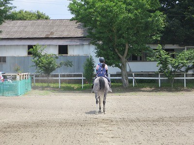 きれいな乗馬姿勢