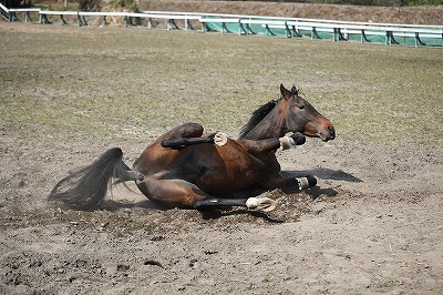 馬の砂浴び