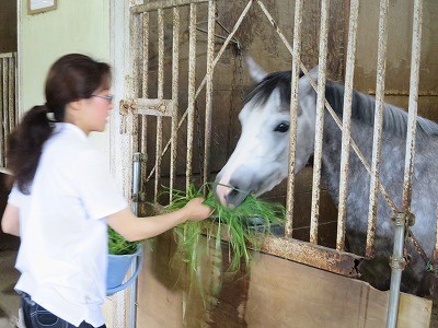 牧草収穫！馬達にあげよう