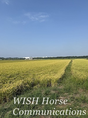 秋の風景