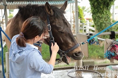 楽しい乗馬ライフ