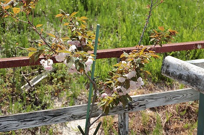 八重桜