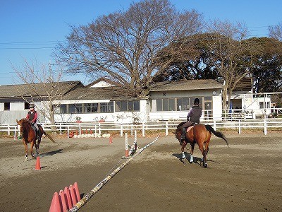 馬の丸いお尻には幸せが詰まってる