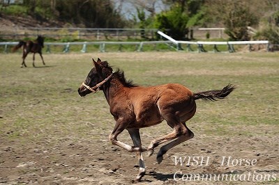 乗馬の子馬