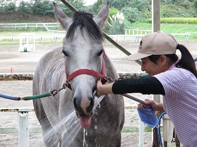 愛情乗馬が大好き