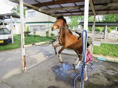 新馬調教