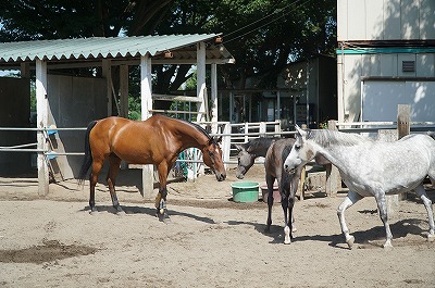 馬の表情をたくさん見てください