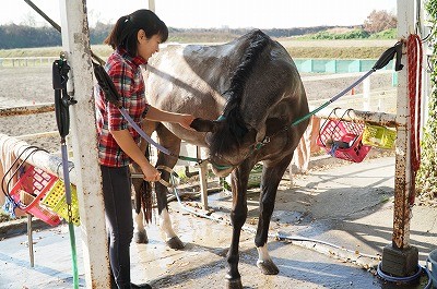 馬の気持ちを知る方法