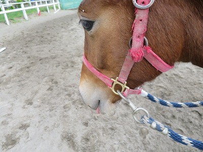 新馬調教　馬のサイン