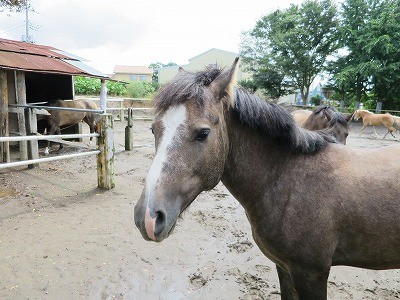 馬とのコミュニケーション