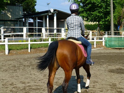 馬との付き合い方