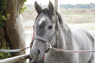 馬の表情と瞳には信頼が表れる