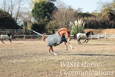 健康な馬で元気な乗馬