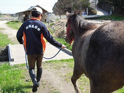 橋を渡る馬