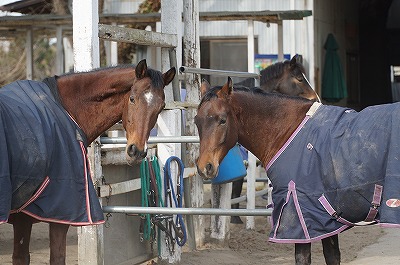 馬とのコミュニケーションはとても楽しい！