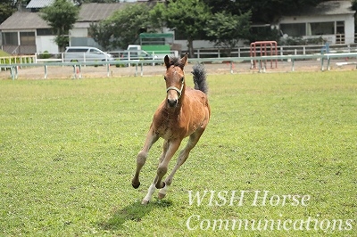 楽しく走る乗馬 柏エリアの乗馬 ウィッシュホースコミュニケーションズ