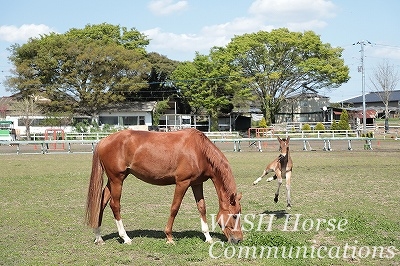 乗馬と馬の心